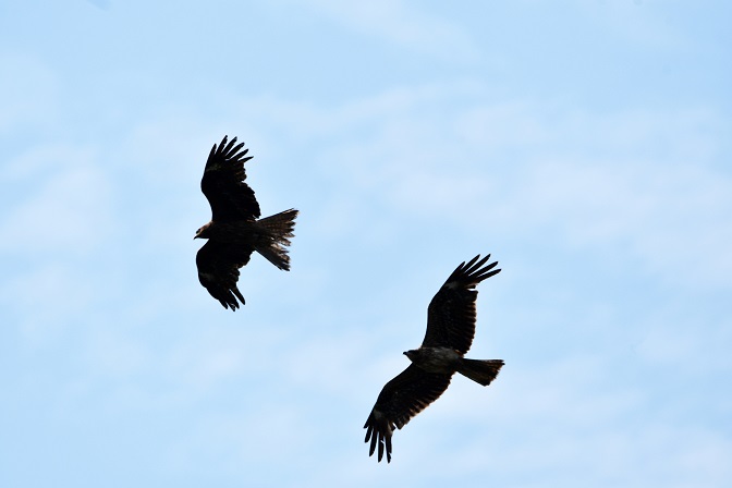 鳥は飛んでいる時 楽しいのか 公益財団法人くまもと産業支援財団