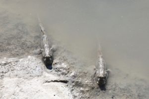 第７弾 突然変異 動物は何本足が最適か を考える 公益財団法人くまもと産業支援財団